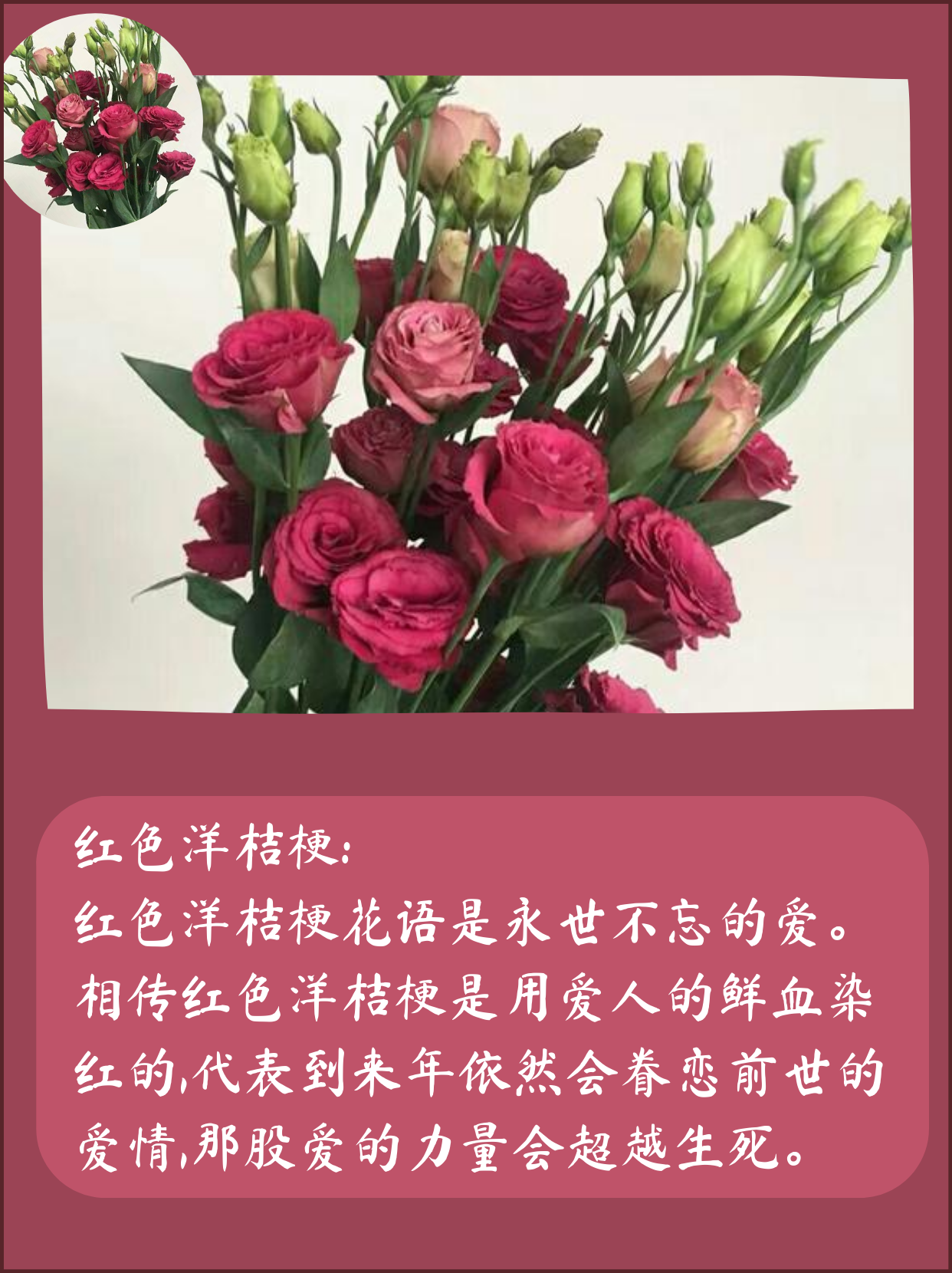 不同颜色的洋桔梗鲜花花语及寓意