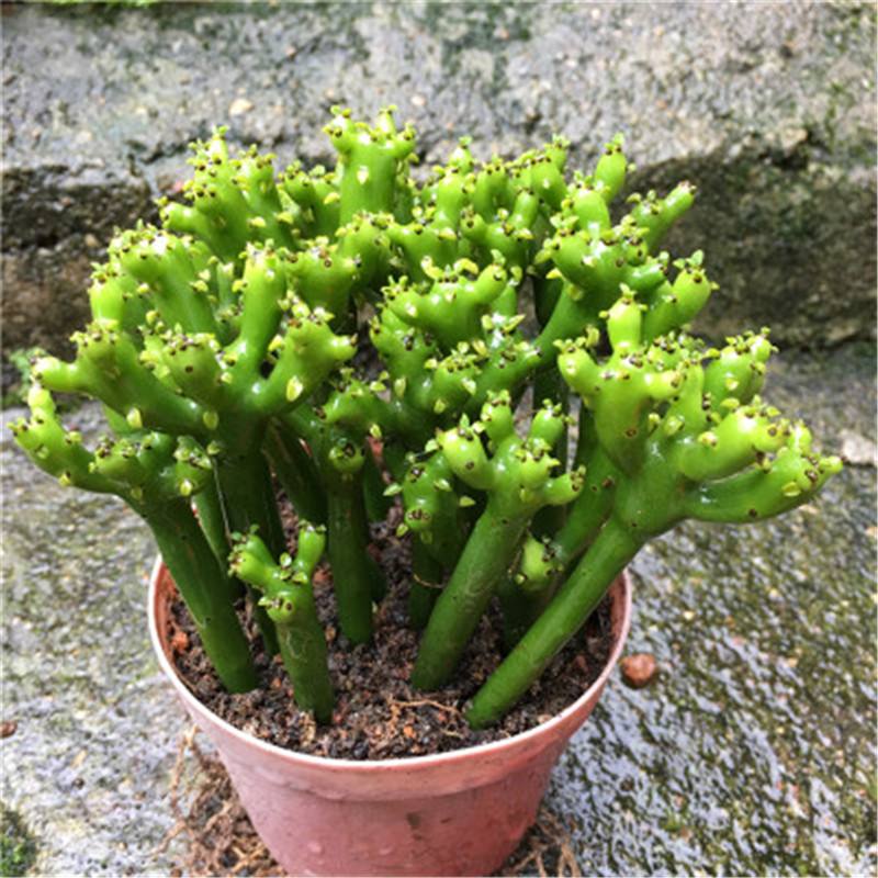 你养的花，可能是“毒花”，盘点8种常见毒花
