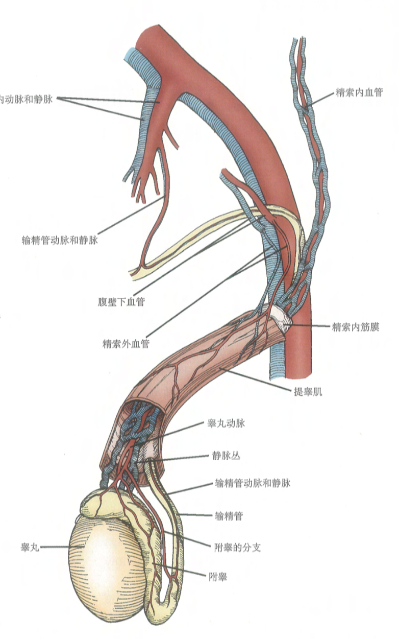 睾丸动脉及其分支;输精管动脉;提睾肌动脉