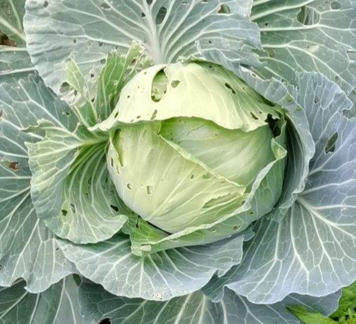 苹果是什么季节的水果（常见水果上市的季节）
