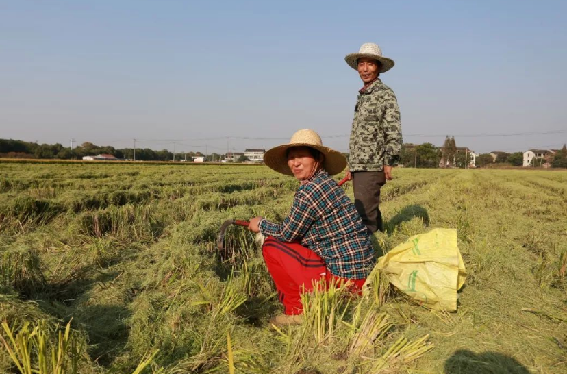 农业农村部答复：允许承包地有偿退出，看看一亩地能补偿多少钱？