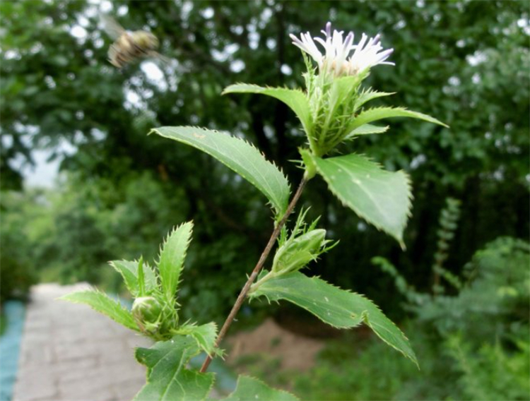 树林边1种开白花的野草，名字叫“苍术”，根茎有妙用，价值珍贵