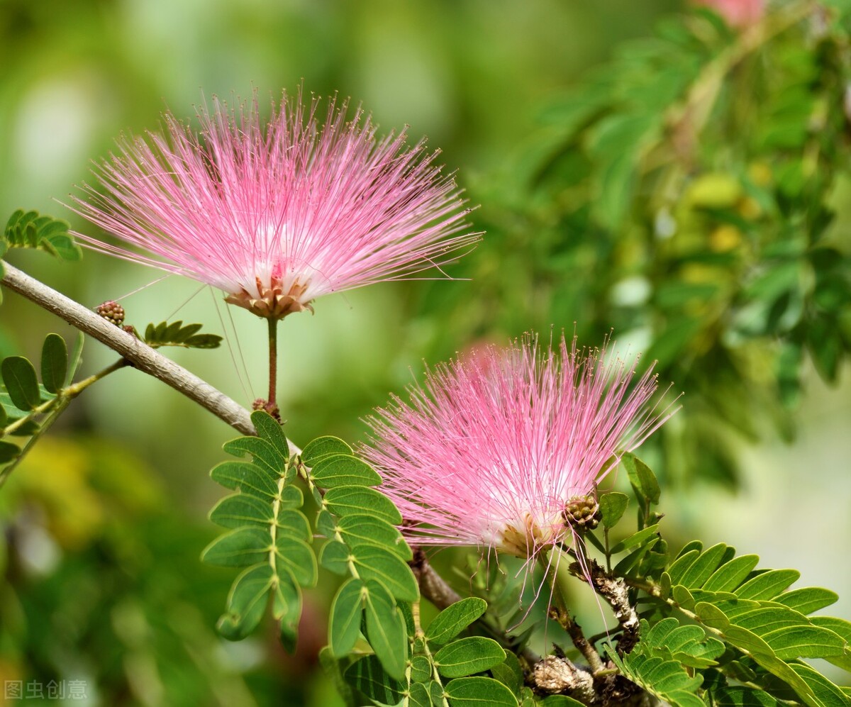 不再打扰，你也是我心之依念，不能相见，你也是我情之所归，想你