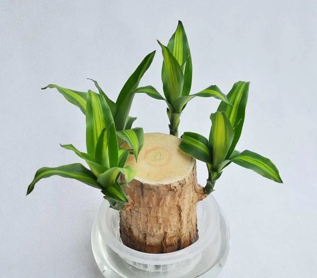常见50种植物（50种常见的室内盆栽绿化植物）