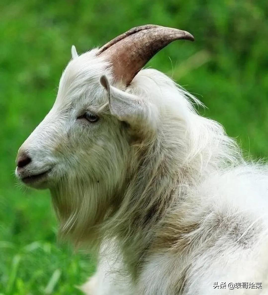 黑山羊图片大全(世界羊肉品种大全) - 赤虎壹号