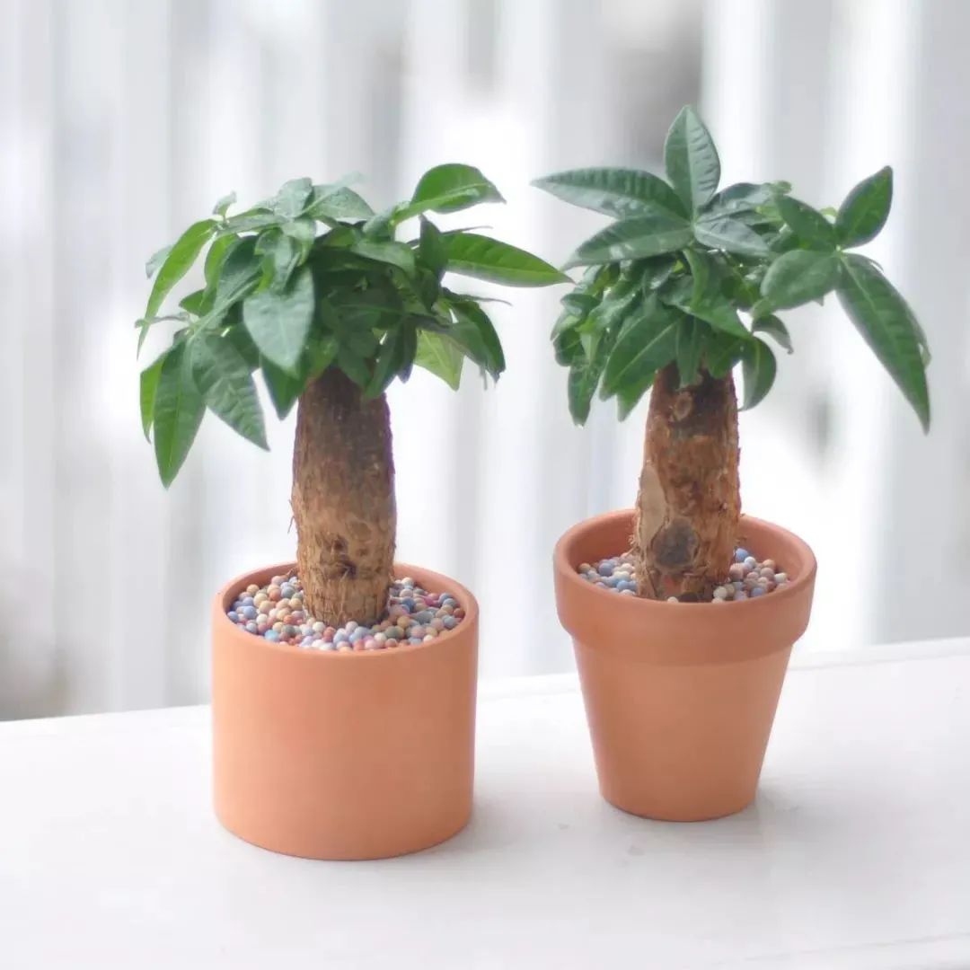 常见50种植物（50种常见的室内盆栽绿化植物）