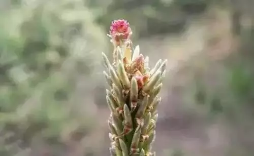 广州市市花是什么（全国56个城市的市花介绍）