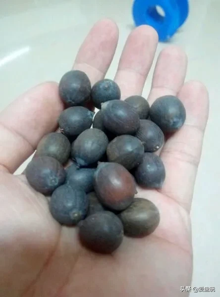 它曾是乾隆儿子的随身物,估价到8万,现在夏天就能随意买到