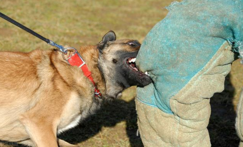 浙江一边牧遭比特犬疯狂撕咬，骨头被咬断，街头遇恶犬该怎么办？