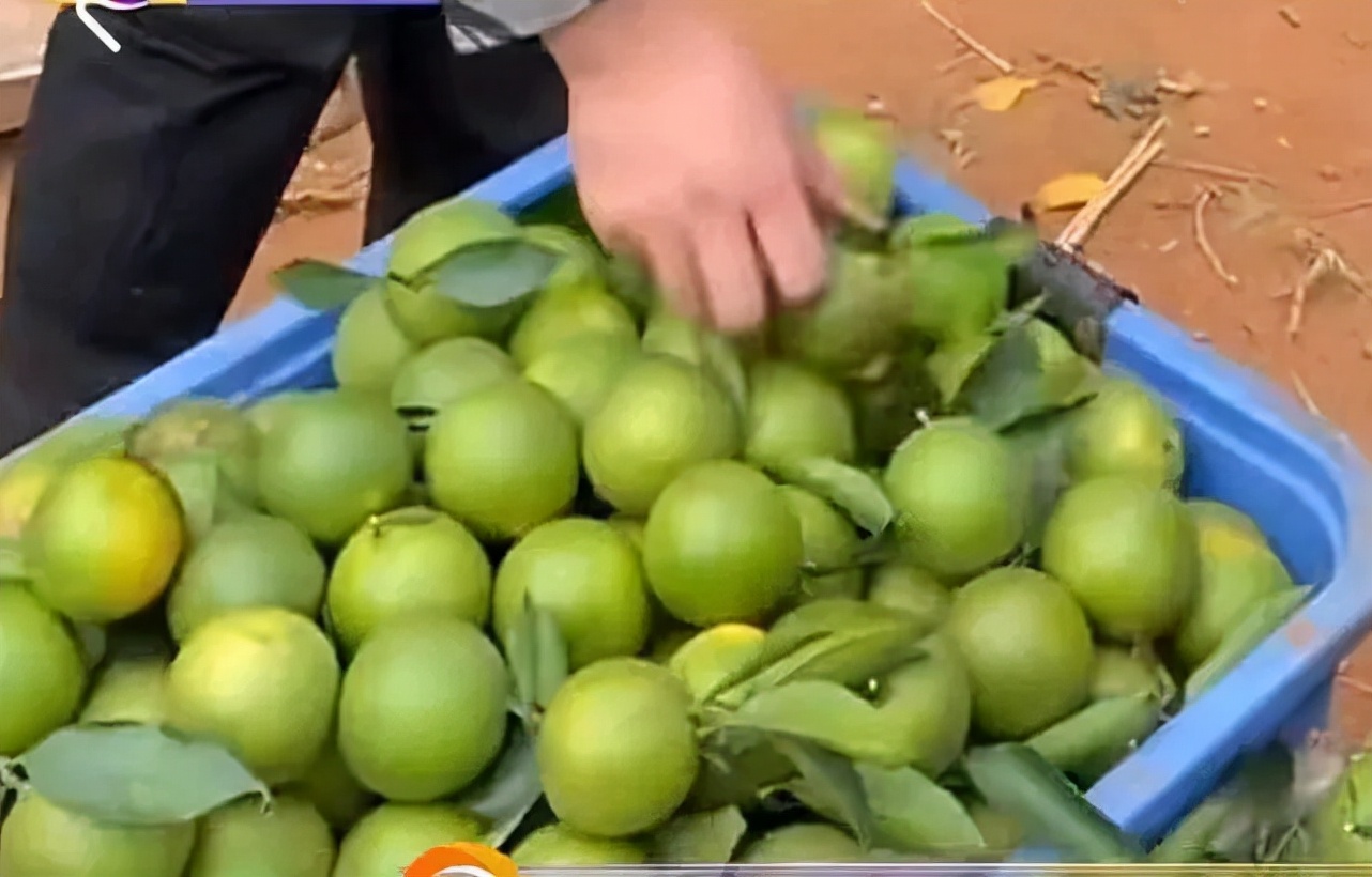 全红婵太有面！回广州市长亲自接见，两大因素或许会毁掉她的事业