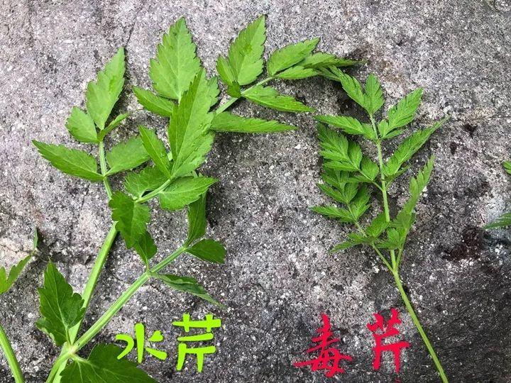 20种有毒花,看见绕道走,千万别去碰!