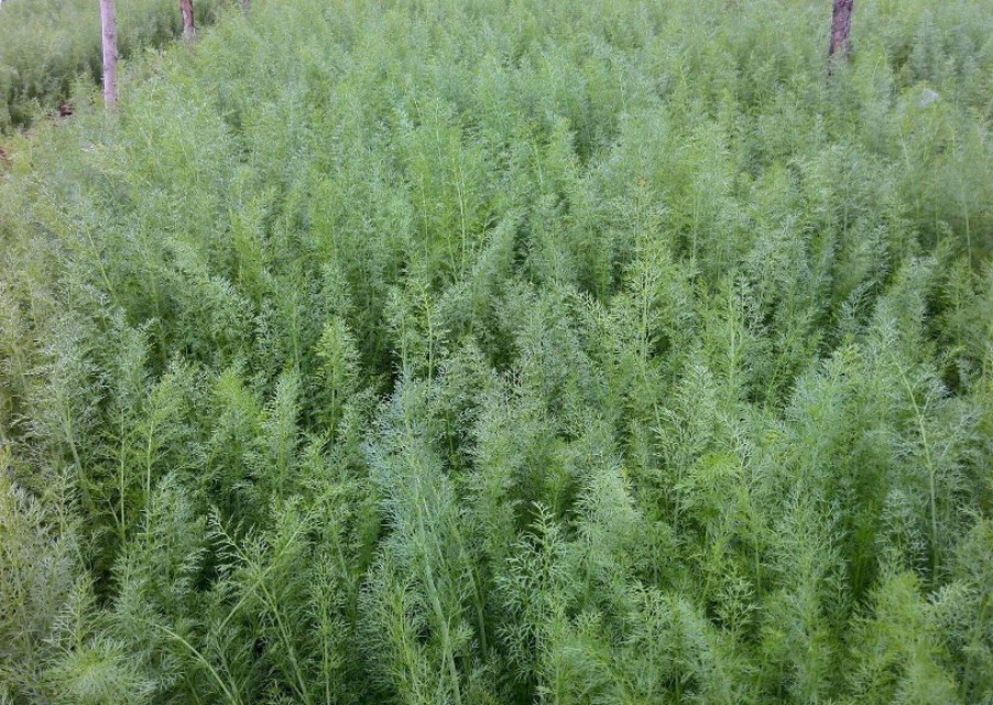 茴香什么时候种最合适（分享茴香的最佳种植时期）