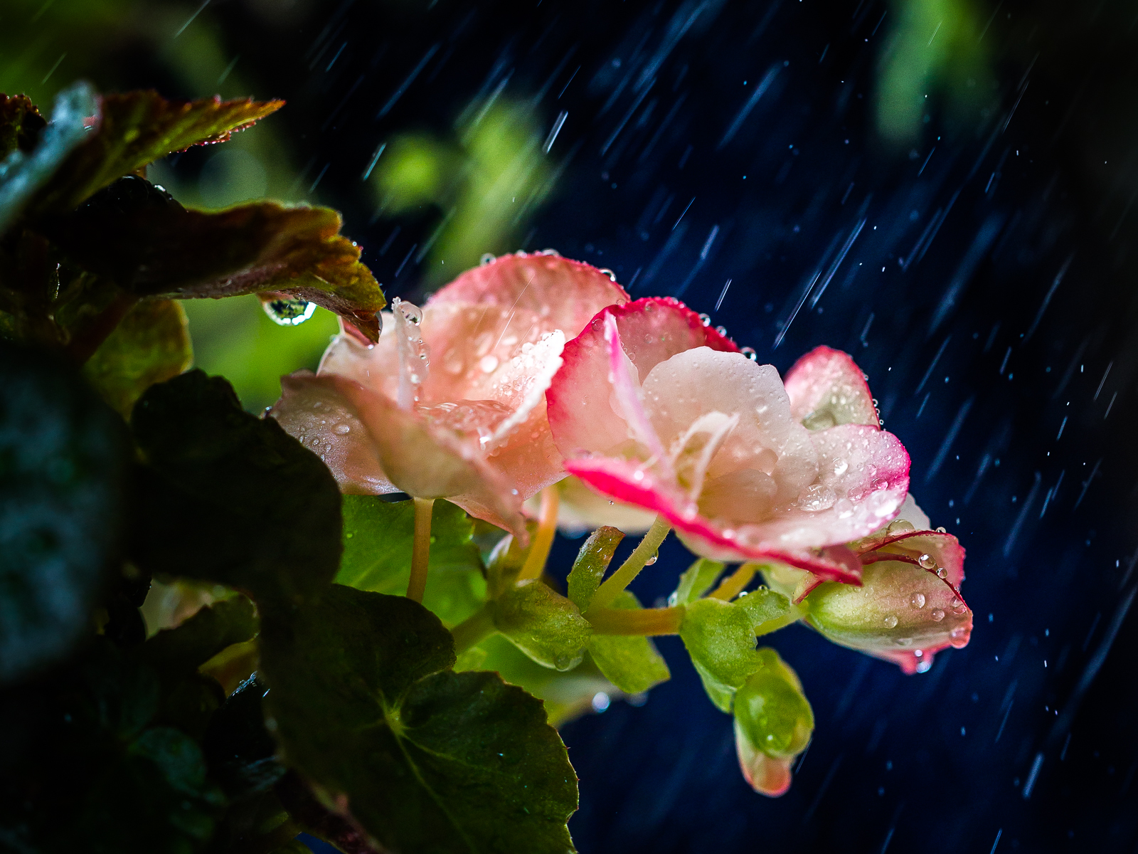 细雨洗尘(散文诗)