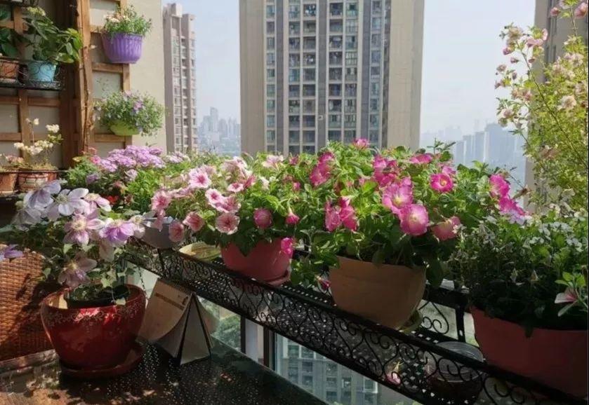 客厅养花不能看心情-客厅不能养的花 - 情书号