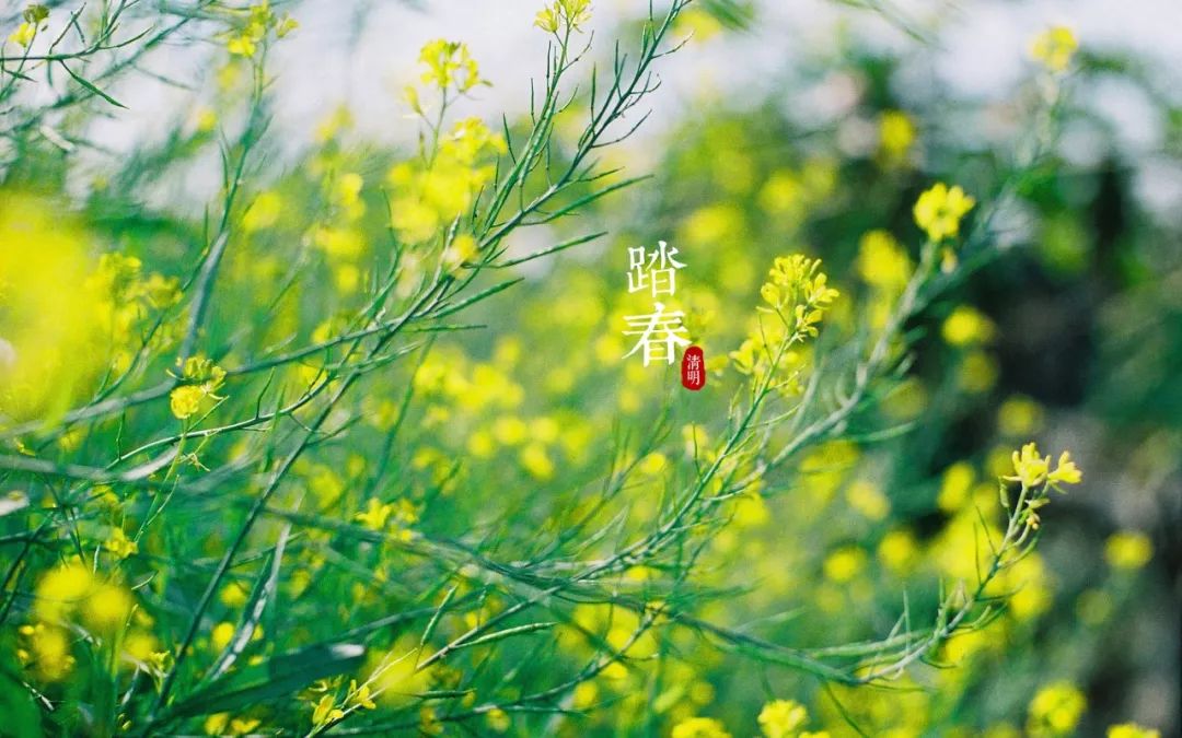 緬懷祖先的情景,荒郊野外,一片淒涼的景象中,懷念往昔,親人已經作古