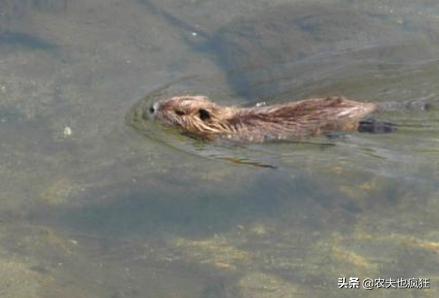 野生水老鼠可以吃吗（野生水老鼠可以吃吗图片）-第3张图片-巴山号