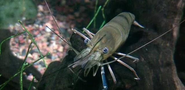 罗氏沼虾是否会在珠江泛滥成灾