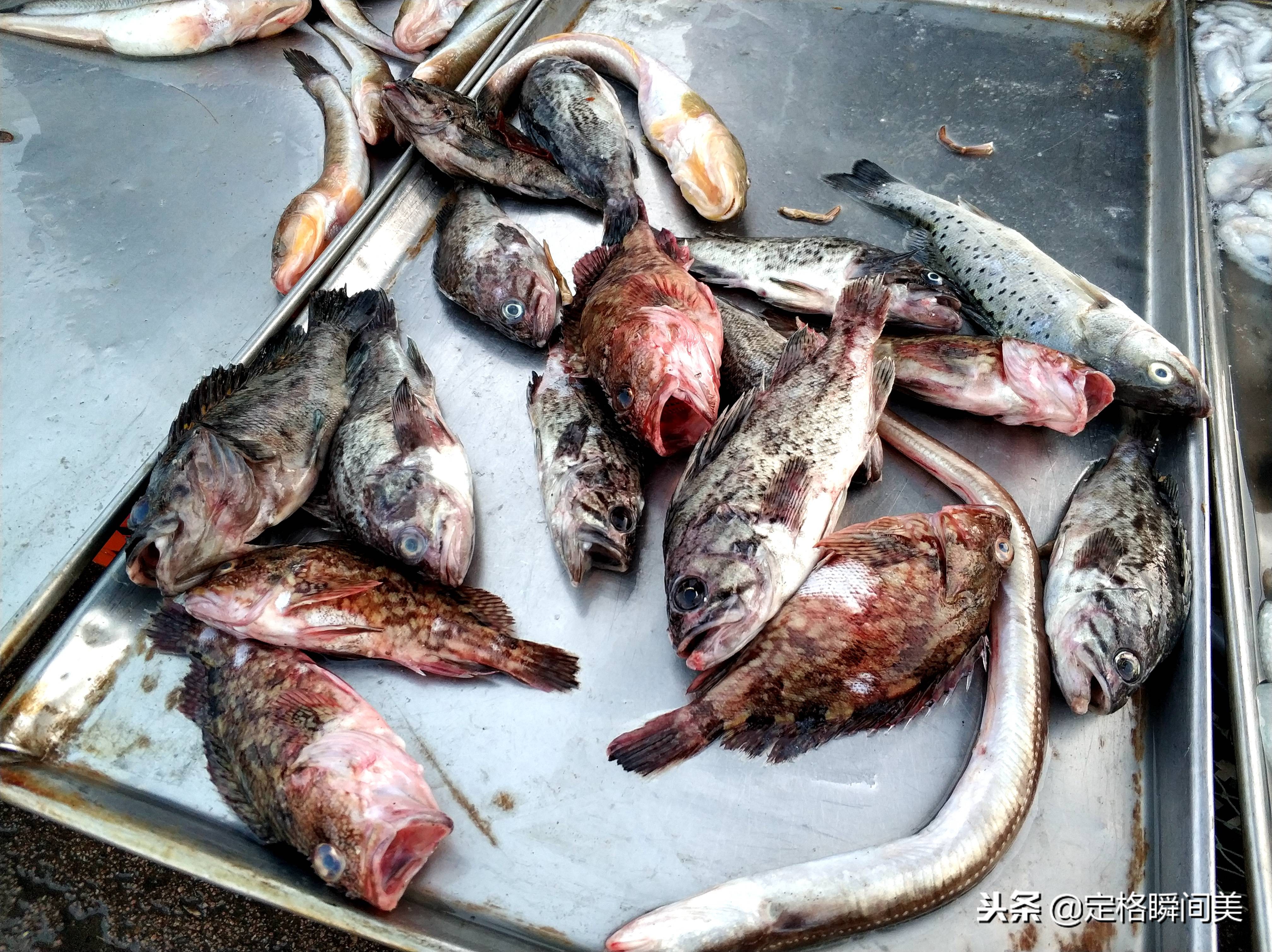青岛黑头鱼价格今日价(青岛黑头鱼的做法)