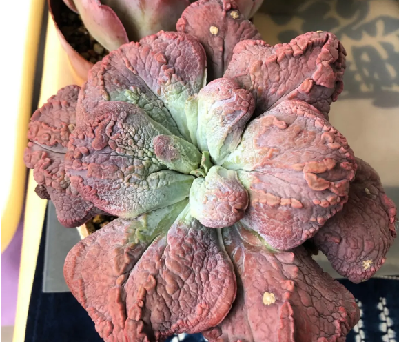​没有很丑只有更丑的多肉，8种丑多肉，看完你还能保持淡定吗？