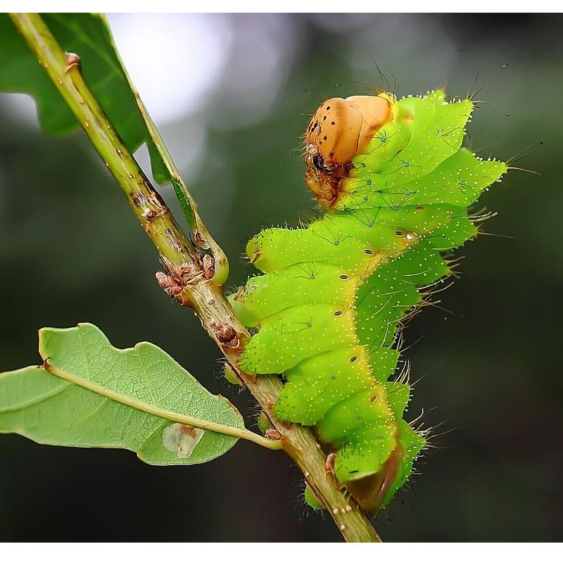 你知道桑蚕和柞蚕的区别吗?