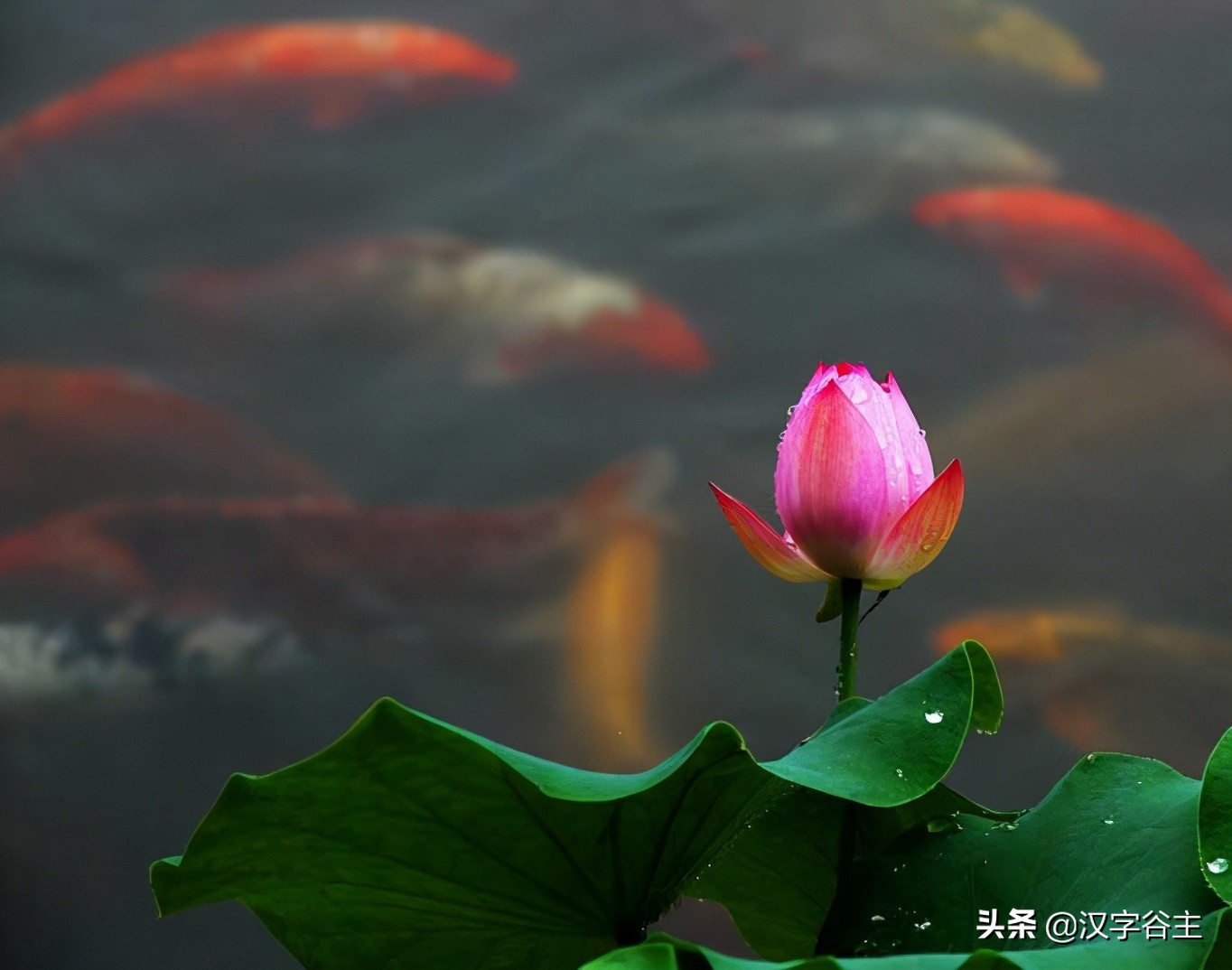 荷花有关知识及字词诗文（闲情偶寄芙蕖）