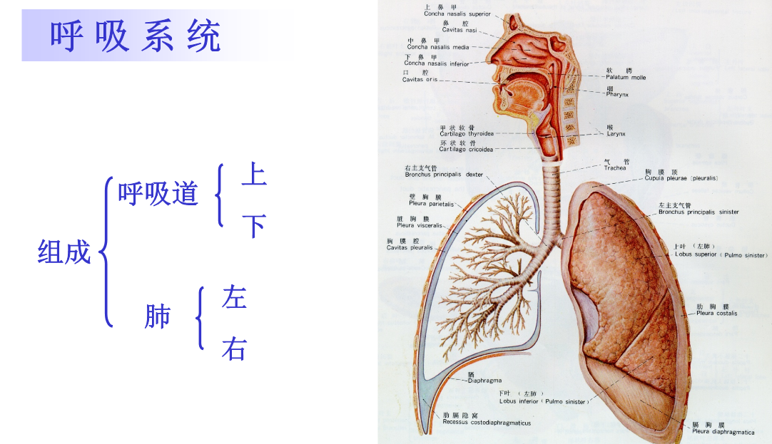 通过这次的学习,我们将了解到以下的知识:1,正确认识我们的呼吸系统2