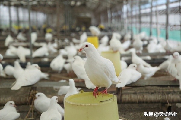 鸽子多长时间下一次蛋（鸽子第二个蛋什么时候下）-第2张图片-巴山号