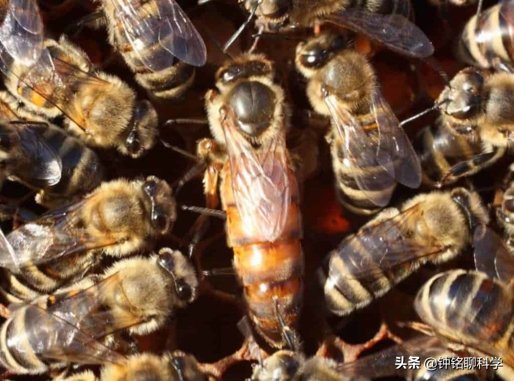 一妻多夫制的蜜蜂，为何边飞边交配，雄性交配完为何就会死亡？