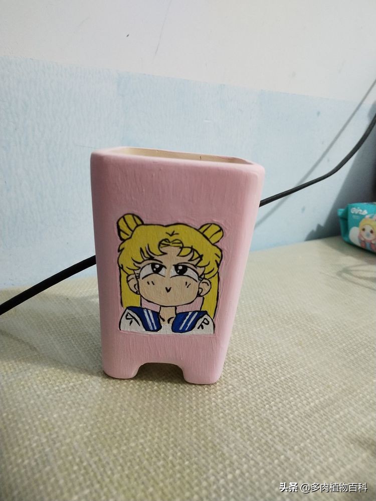秋去冬来却如春,多肉上色正当时