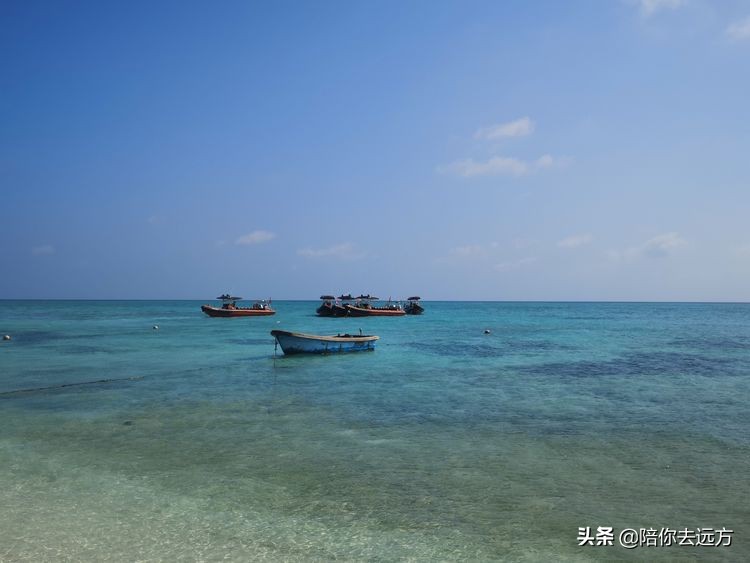 西沙~南海中的一片莲
