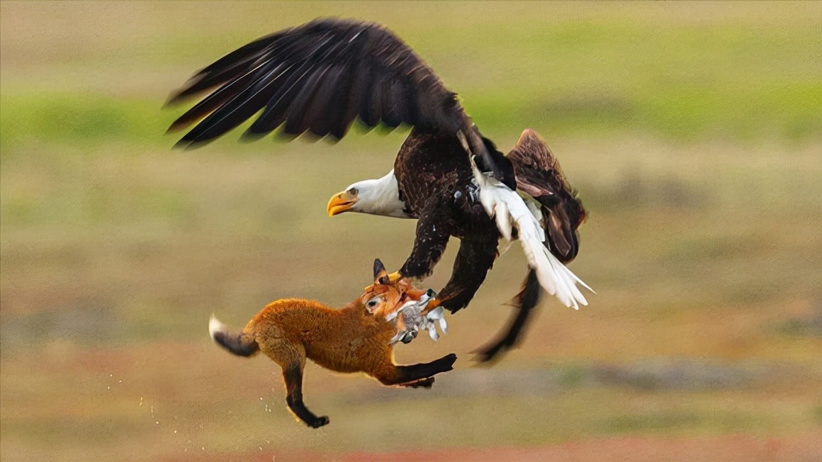 隼和鹰的区别图片(图文讲解二者之间的区别)