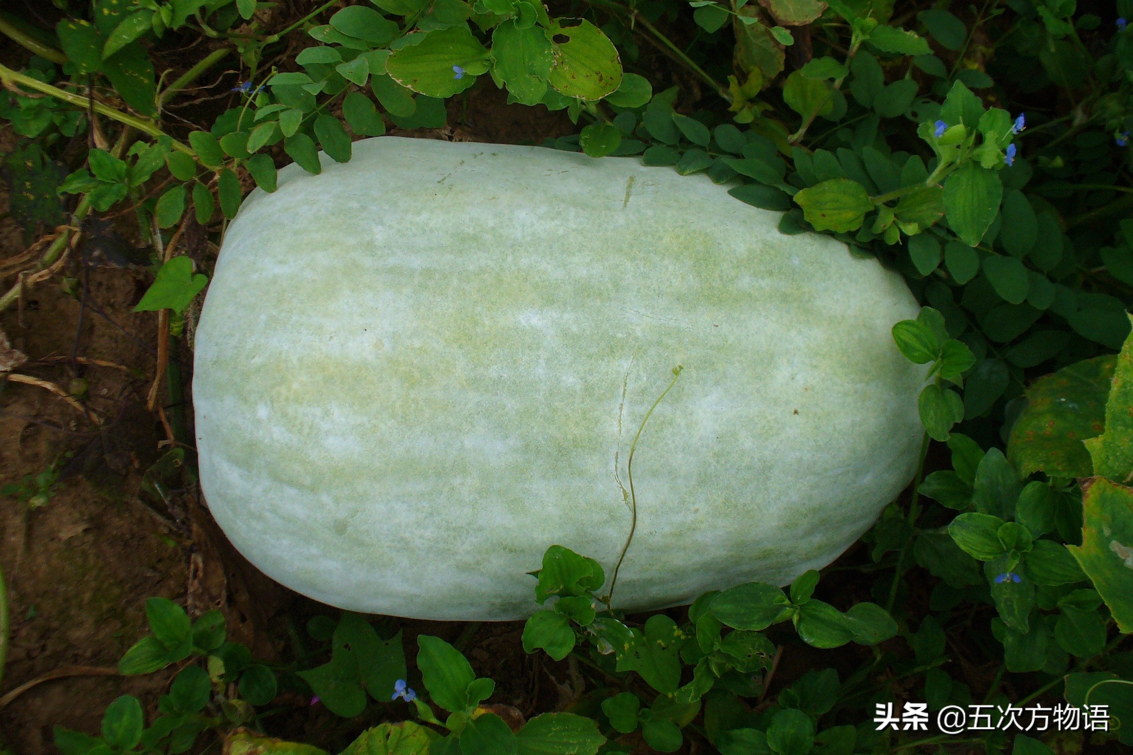 伊麗莎白瓜的營養(yǎng)價值,伊麗莎白瓜的營養(yǎng)價值及功效與作用