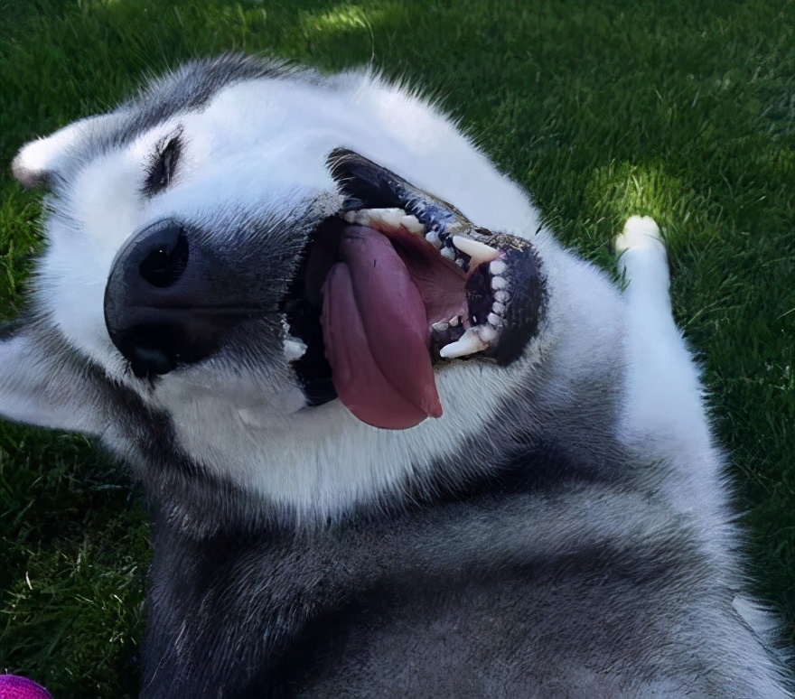 养狗一年,才知道"哈士奇"和"二哈"是有区别的