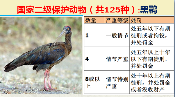 国家保护动物分几个等级（125类二级野生保护名录）