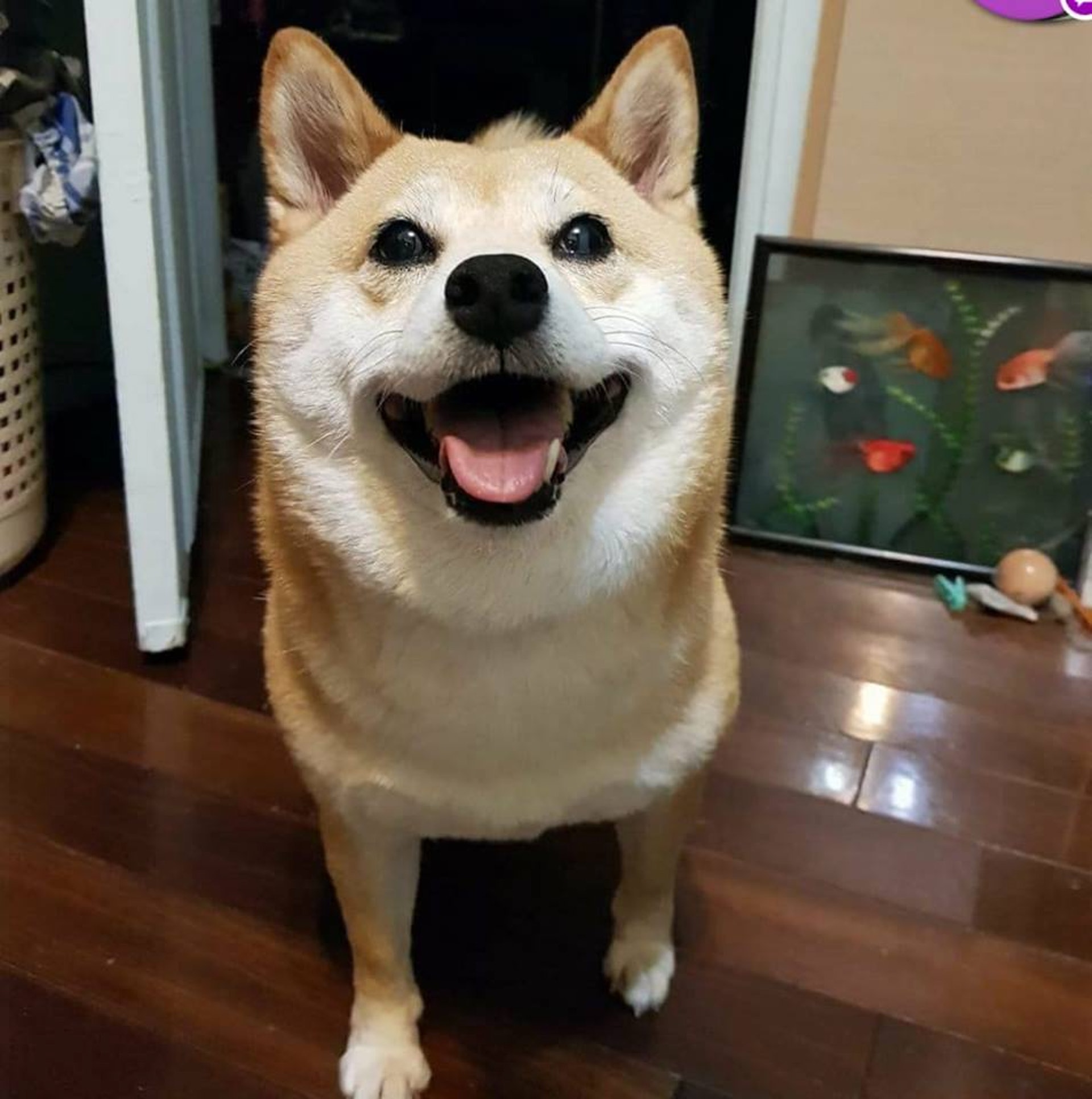 新手养狗必看：国内十大流行犬种横向对比