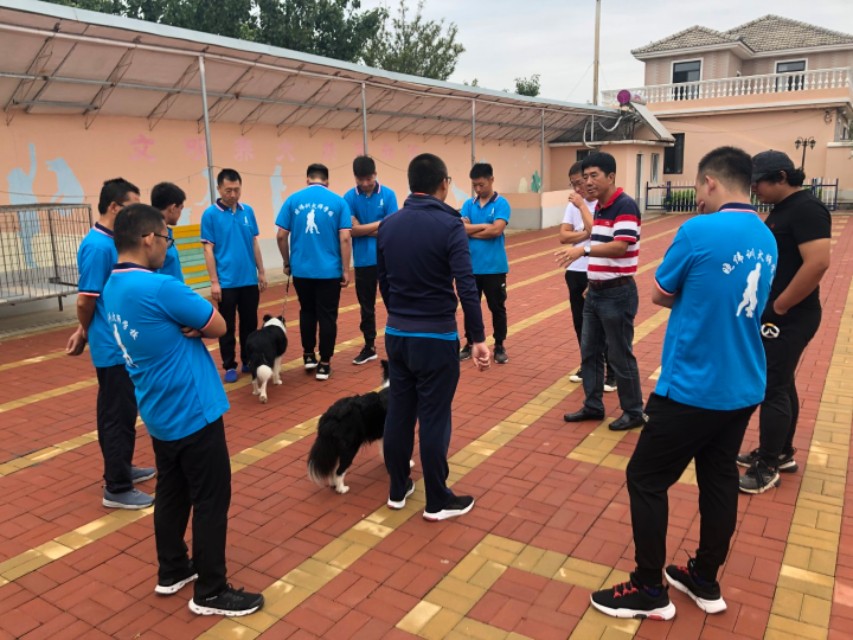 30余年训犬师刘晓伟10年间矫正不良行为问题犬2000余只