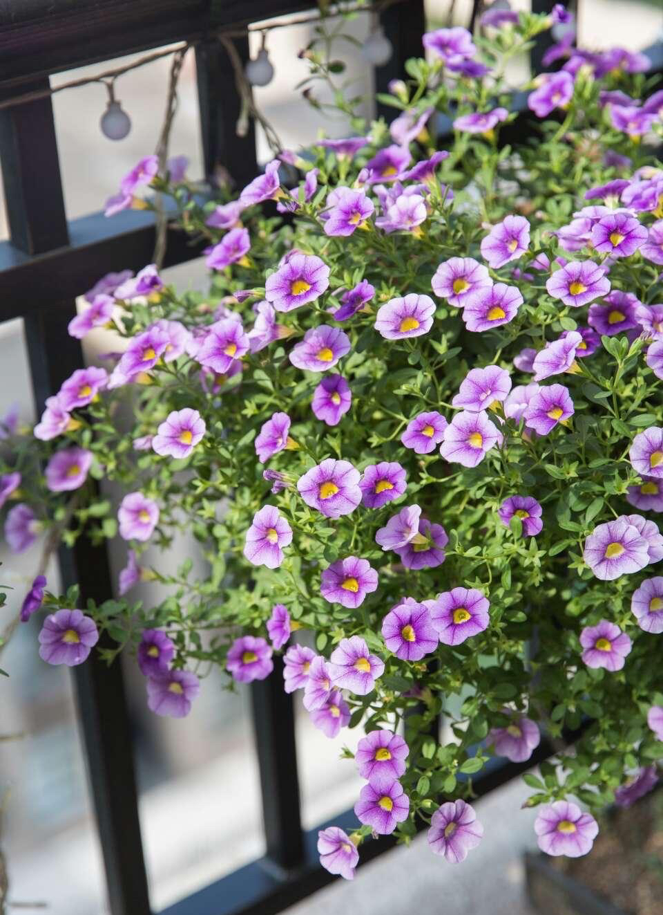 重瓣百万风铃怎么养不容易死「记得收藏」 -骁龙网