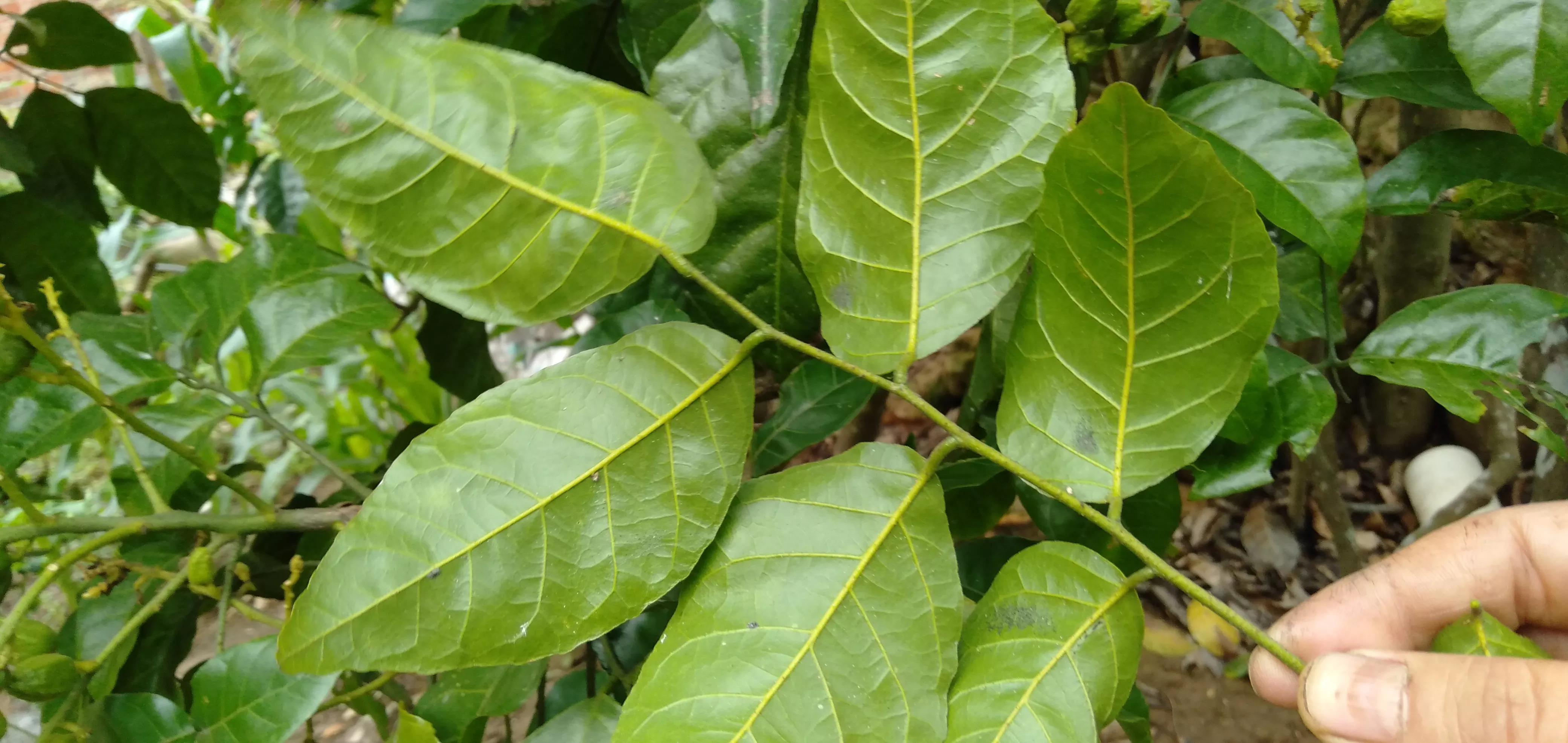 黄皮果的功效与作用 黄皮果叶的功效及禁忌-春风号