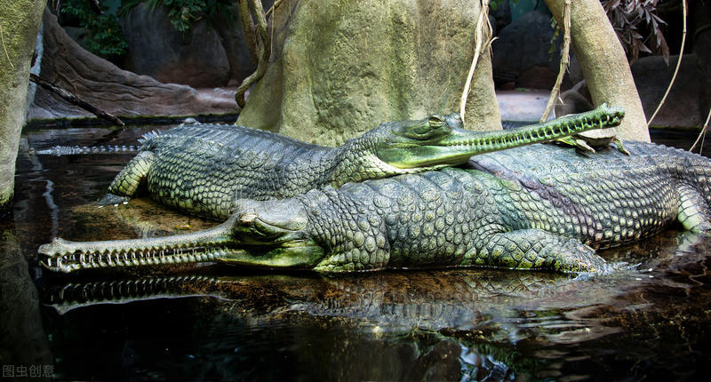鱷魚(yú)屬于什么類動(dòng)物,鱷魚(yú)屬于什么類動(dòng)物答案