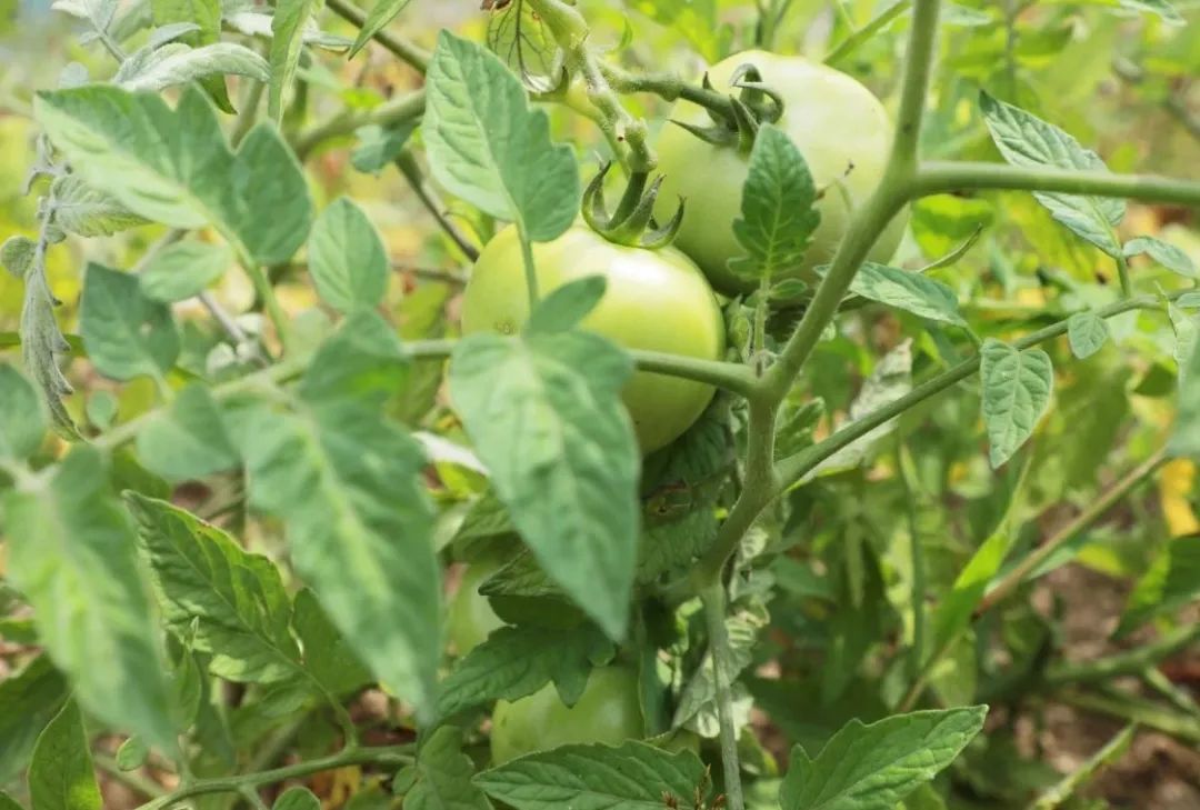 京郊这所学校，真真了不得