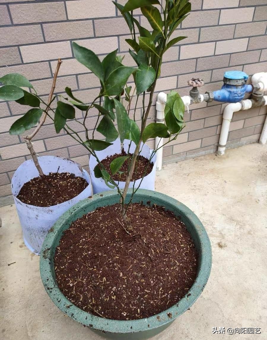哪些植物不能用椰砖（椰糠价格很低富含植物纤维）
