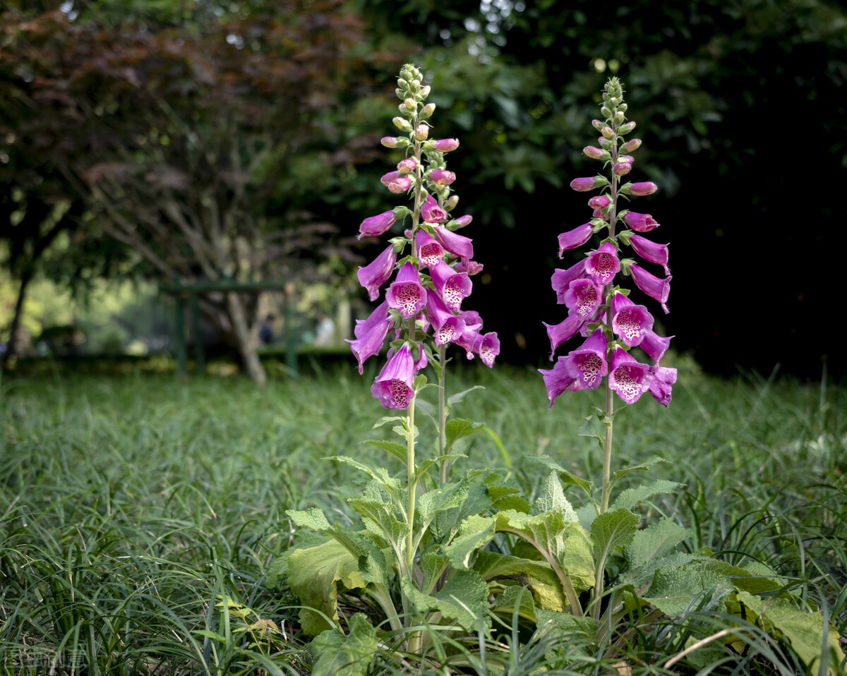 50种常见的园林花卉,图文结合,看你认识多少?学点植物小知识