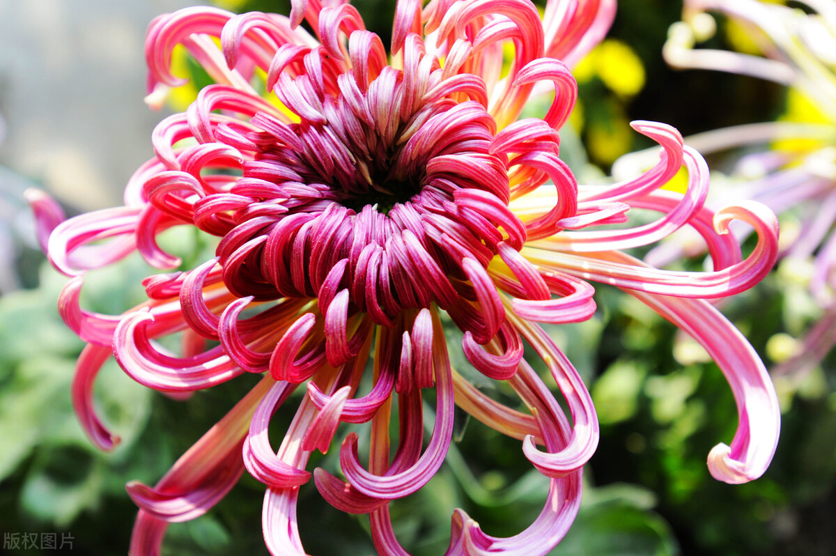 彩色菊花是怎么养出来的?