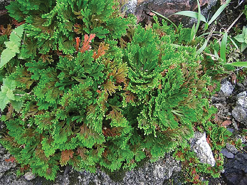 世界植物之最：最大的草本植物、产油最多的植物、最会走路的植物