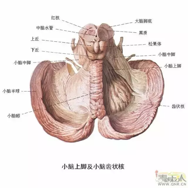 神经元结构示意图（神经元结构示意图手绘）-第8张图片-科灵网