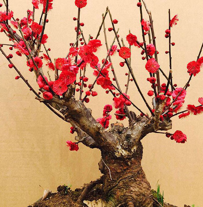 腊梅花怎么养 腊梅花怎么养护-丹霞百科