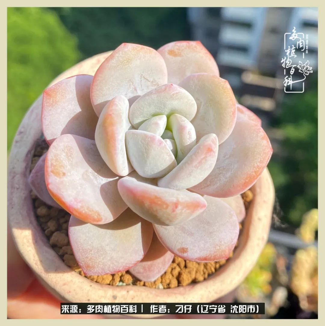 三年时间,多肉能养成什么样?