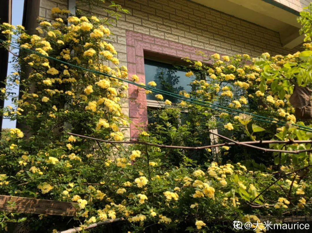 家里养棵爬藤花,防盗窗上养一棵,呼呼开花