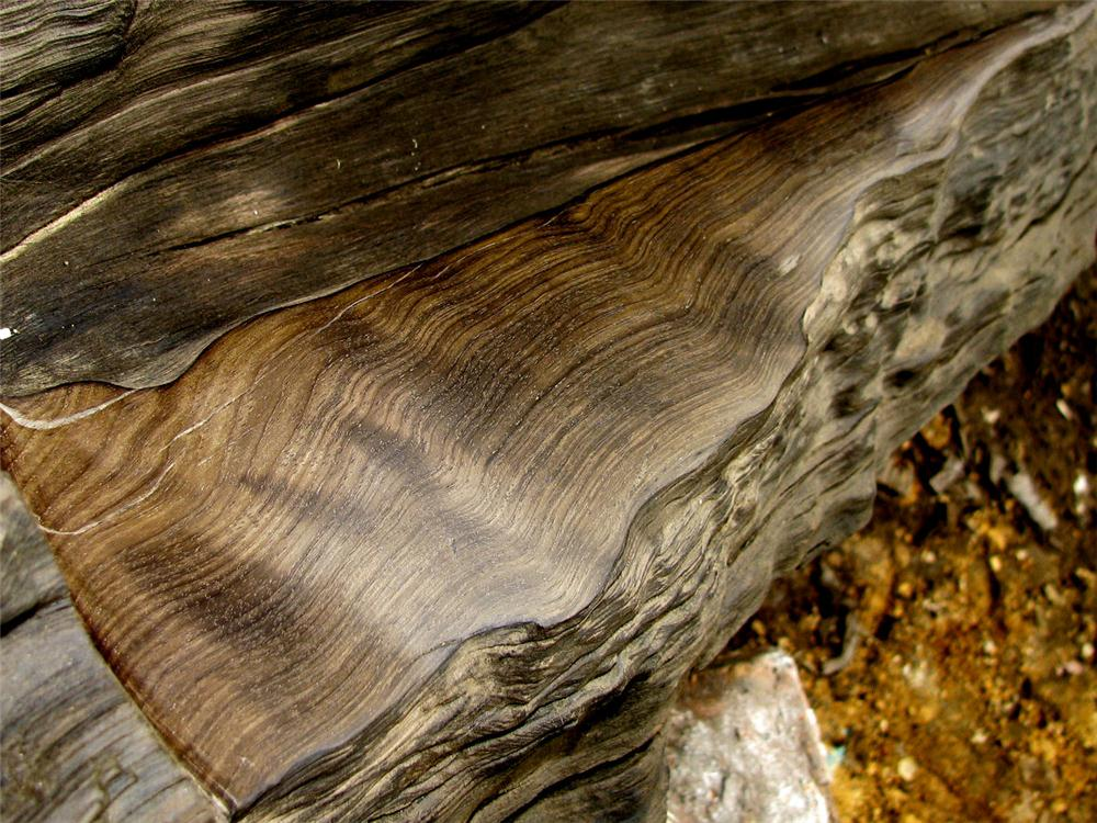 40米阴沉木现身四川一工地,阴沉木为啥如此稀有?