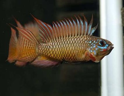 独角仙鹦鹉马面鲷雪鲷红尾皇冠招财鱼(长丝鲈)黄金七彩五星上将帝王三